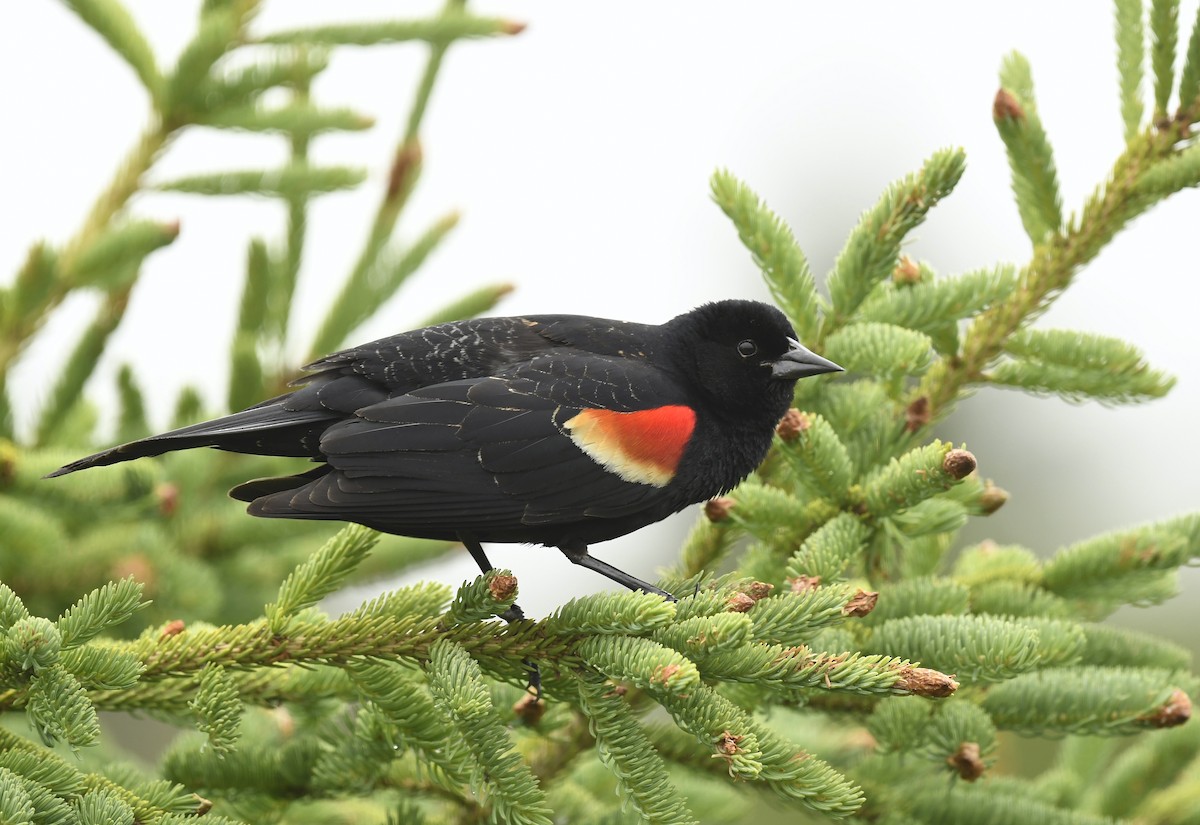 Red-winged Blackbird - ML621011387