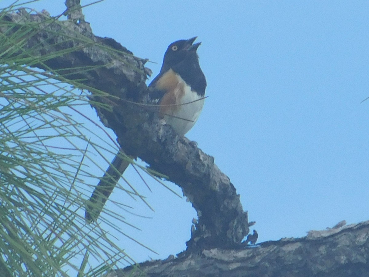 Eastern Towhee - ML621011399