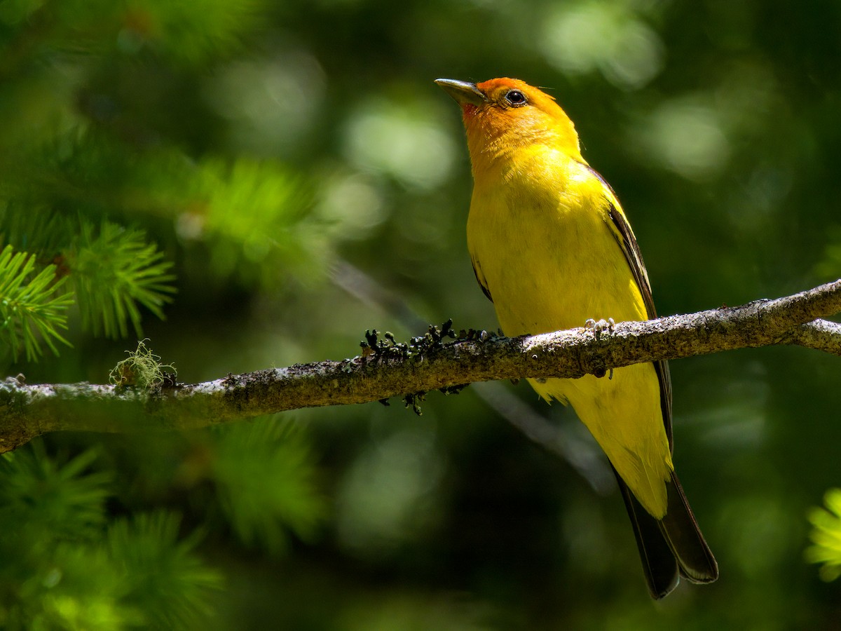 Western Tanager - ML621011405