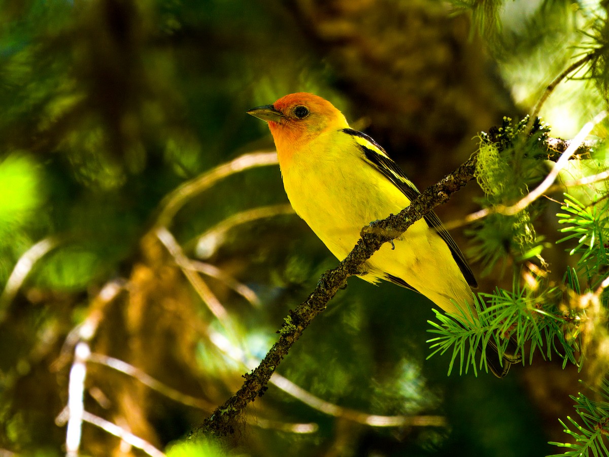 Western Tanager - Cin-Ty Lee