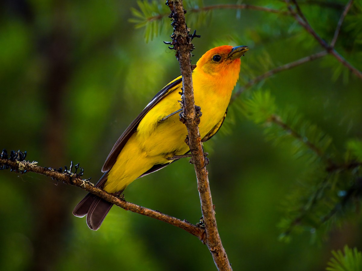 Western Tanager - ML621011407