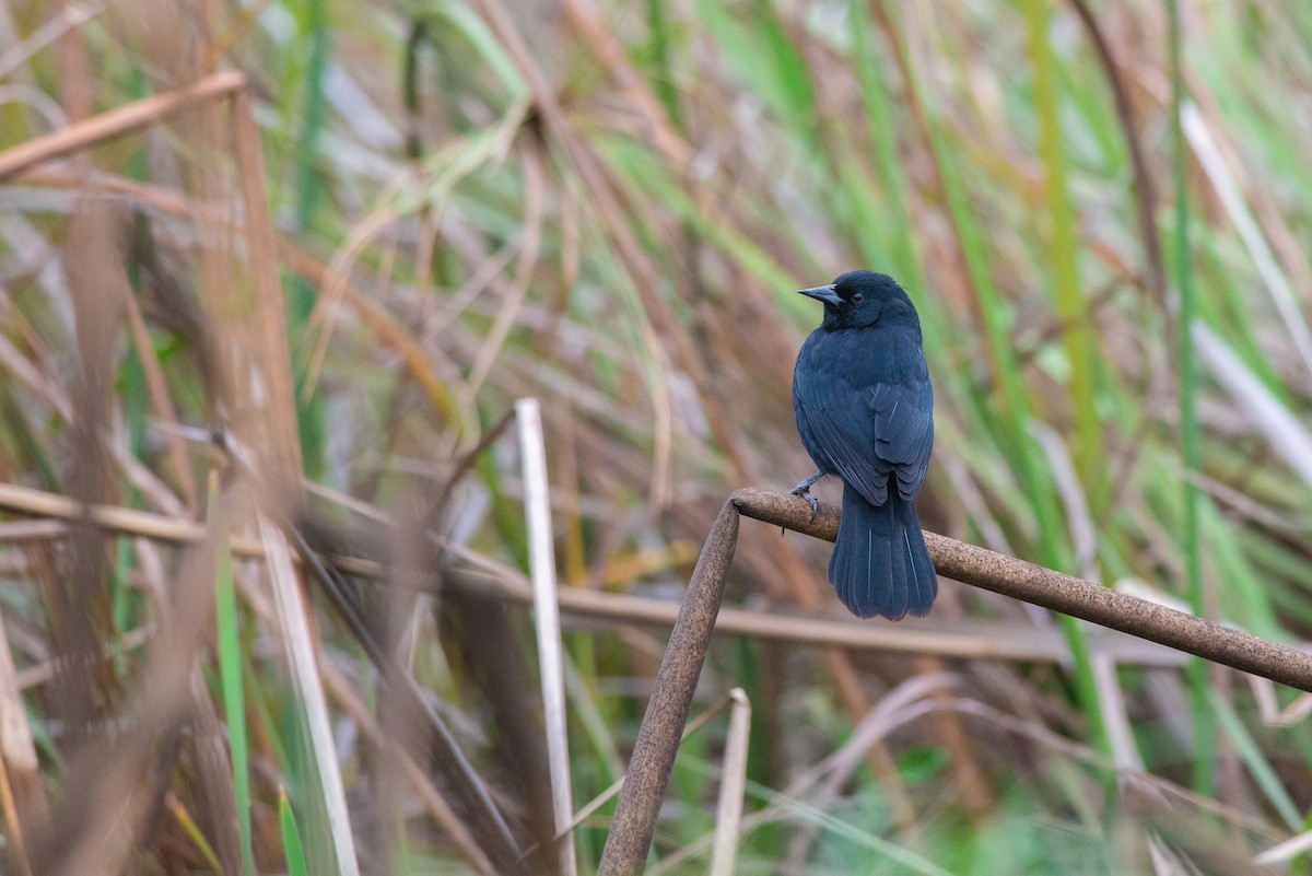 Unicolored Blackbird - ML621011425