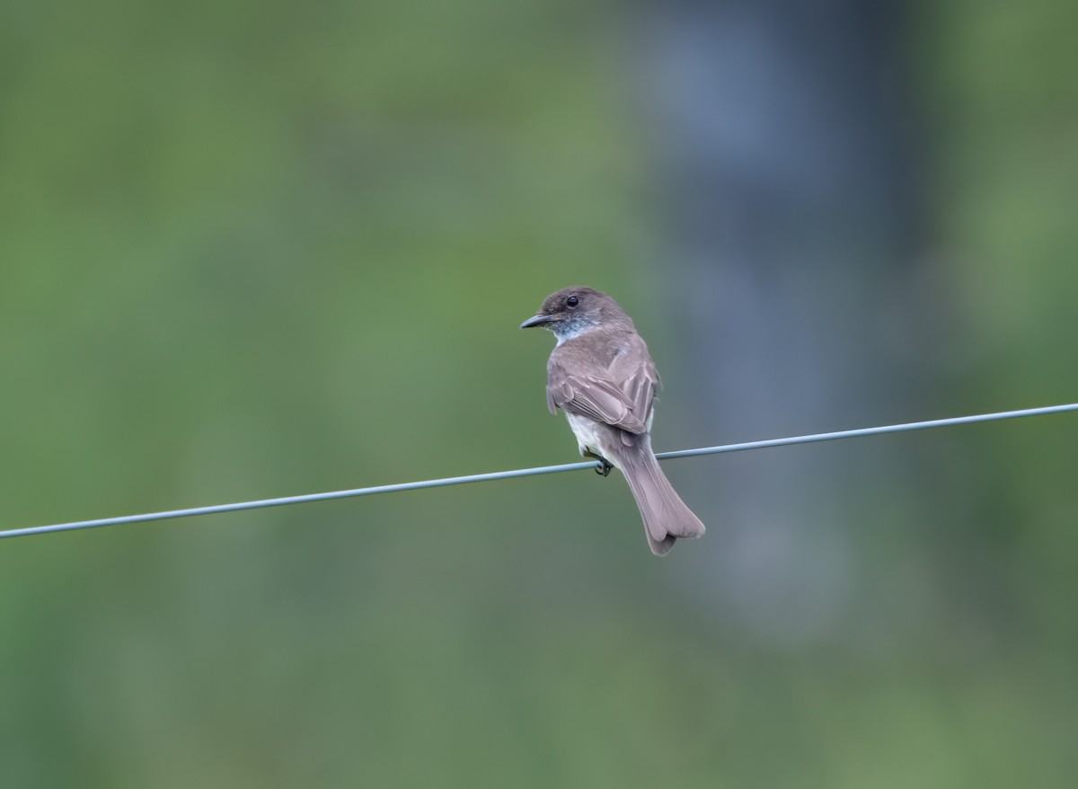 Eastern Phoebe - ML621011427