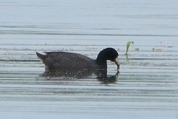 American Coot - ML621011428