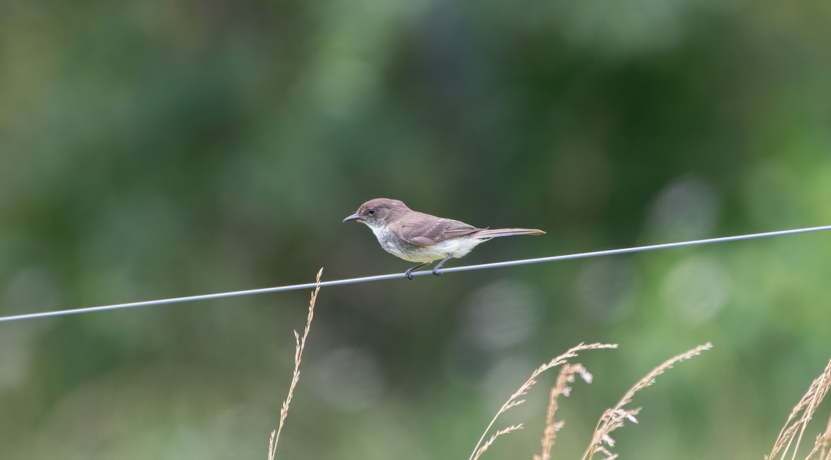 Eastern Phoebe - ML621011429