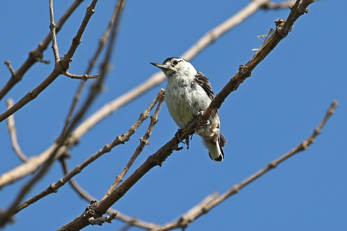 White-breasted Nuthatch - ML621011451