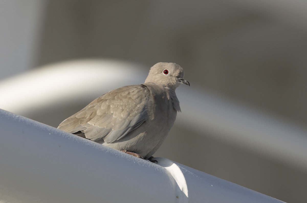 Eurasian Collared-Dove - ML621011455