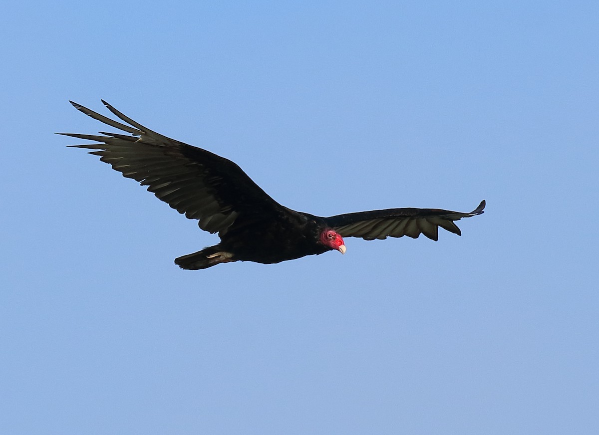 Turkey Vulture - ML621011461