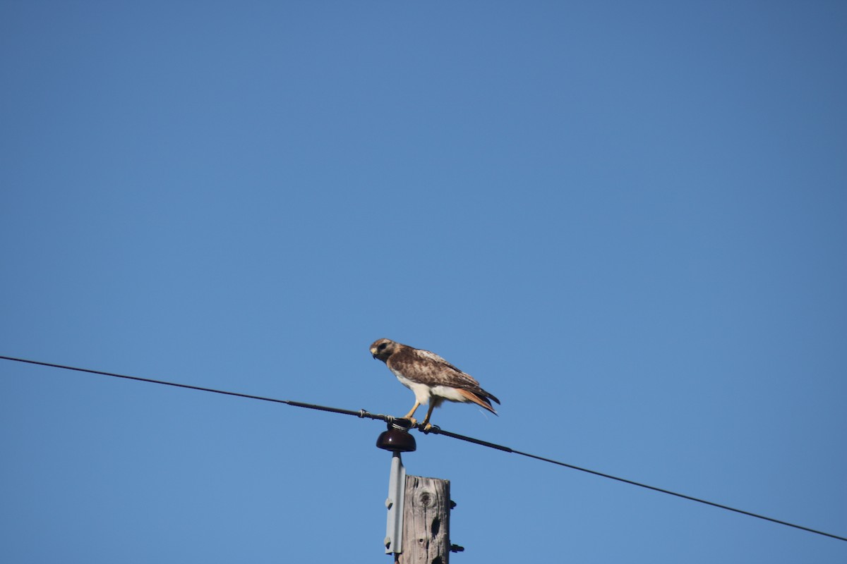 Red-tailed Hawk - ML621011476
