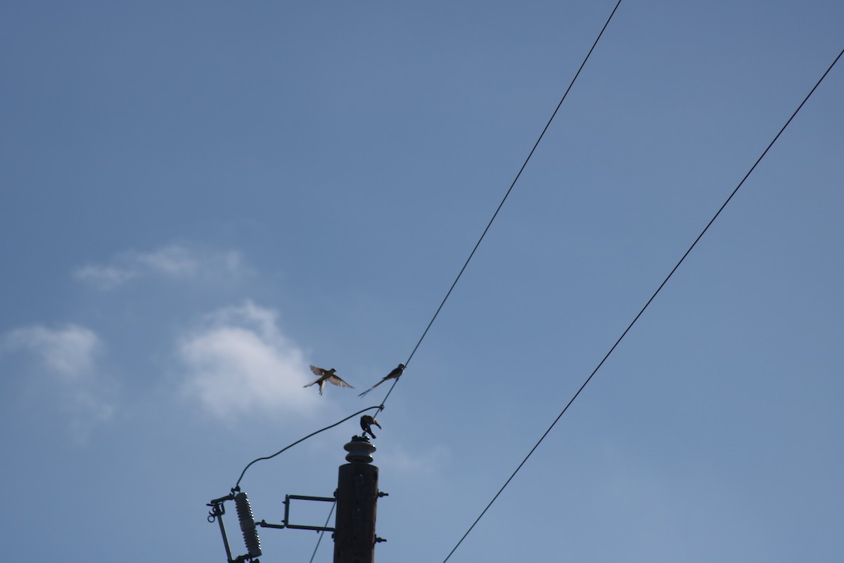 Scissor-tailed Flycatcher - ML621011478