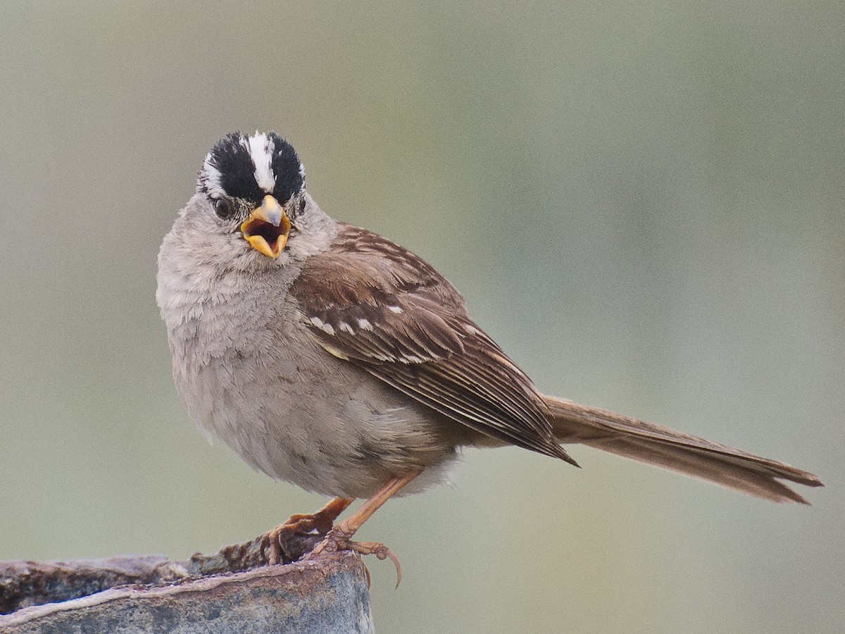 White-crowned Sparrow (nuttalli) - Michael Rieser