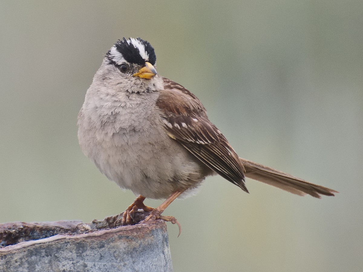 White-crowned Sparrow (nuttalli) - ML621011492