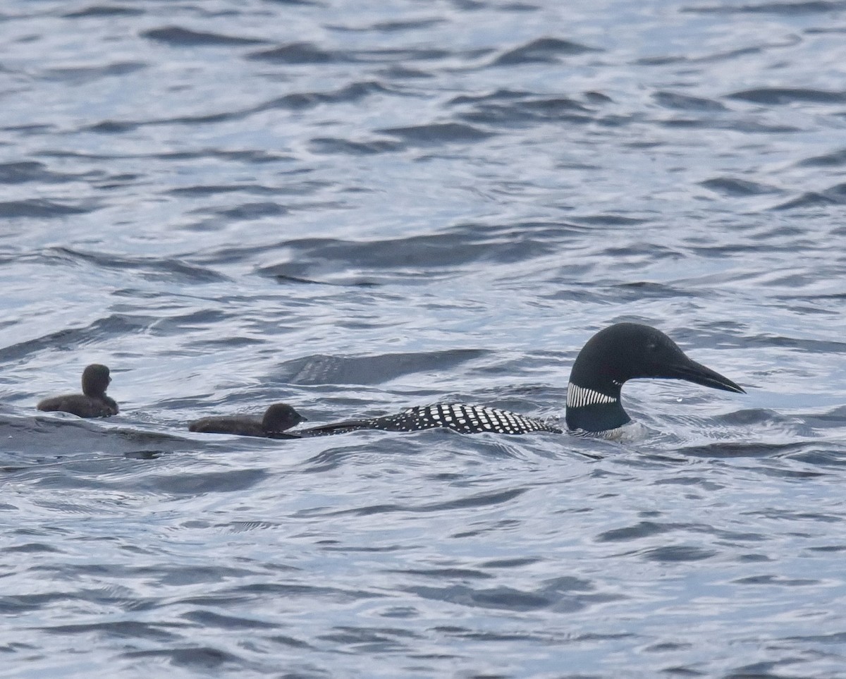 Common Loon - Barb and Lynn