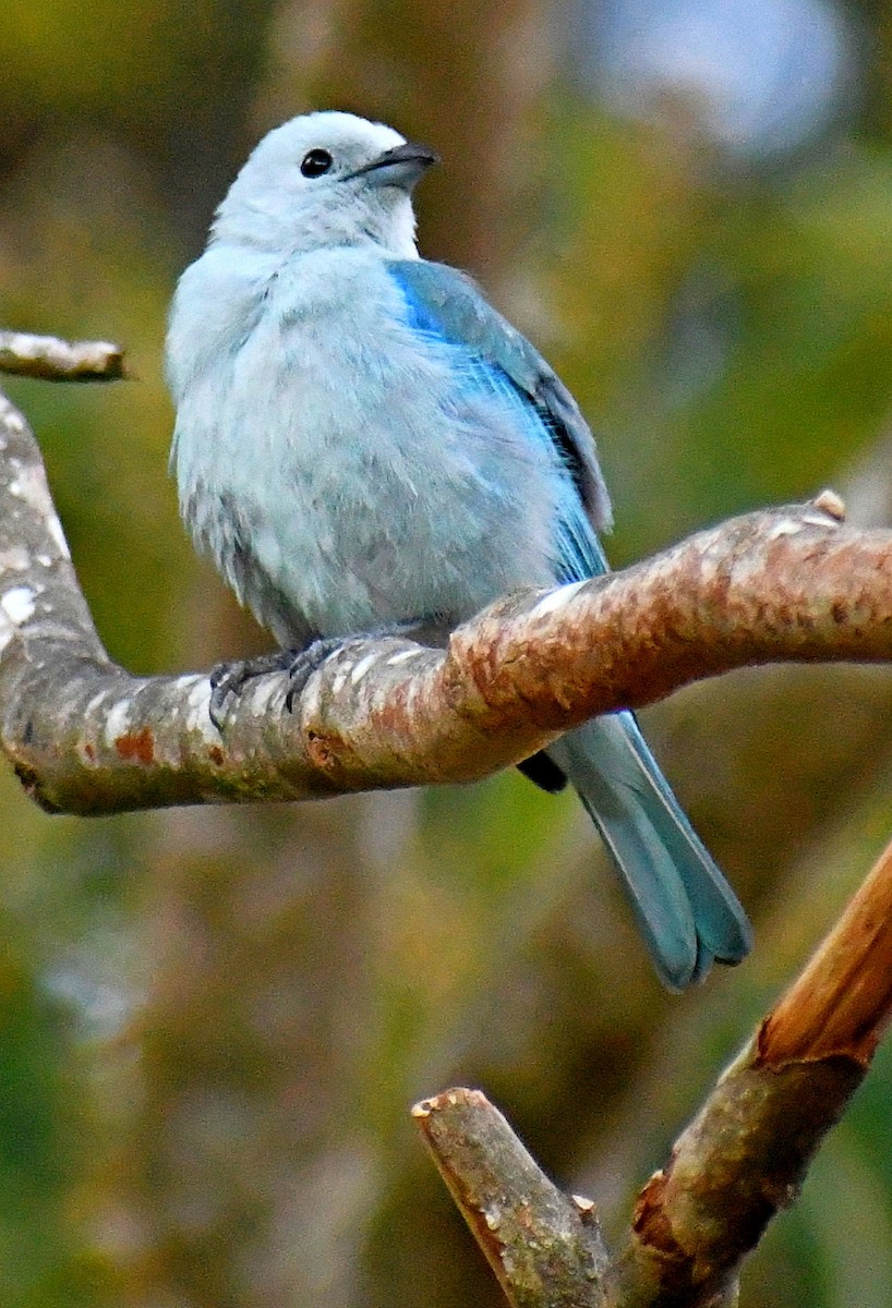 Blue-gray Tanager - ML621011510