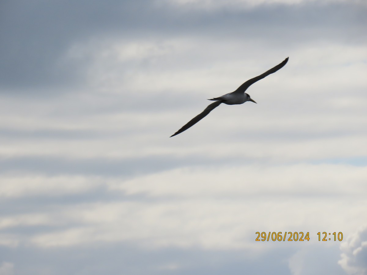 Great Crested Tern - ML621011525