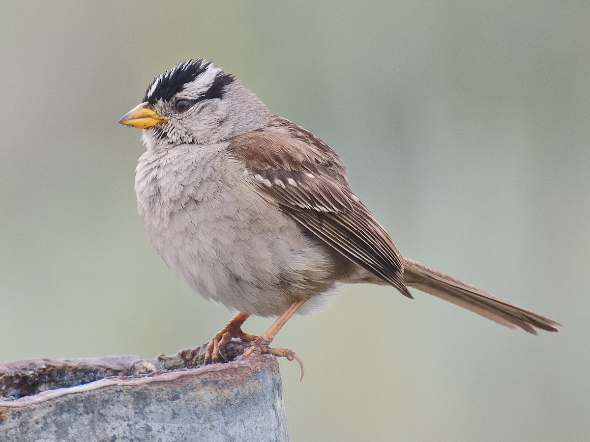 White-crowned Sparrow (nuttalli) - ML621011544