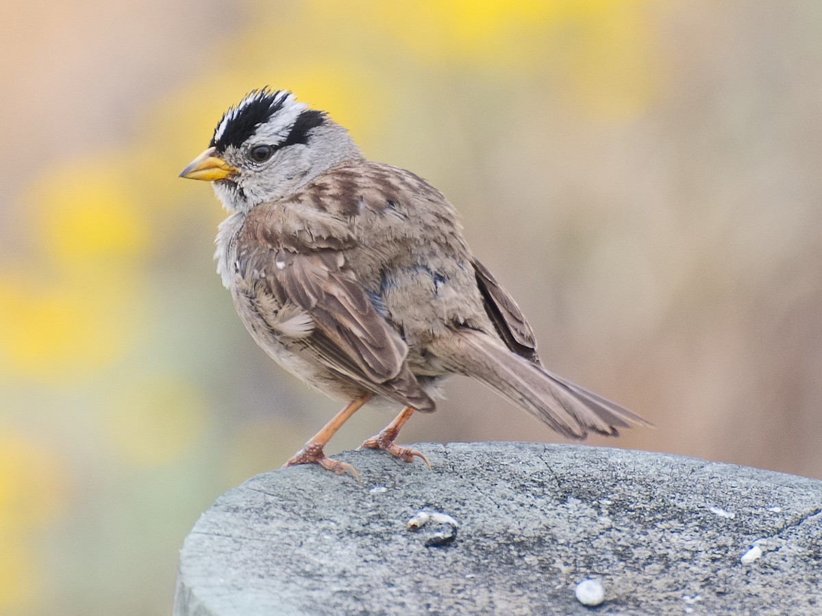White-crowned Sparrow (nuttalli) - ML621011552