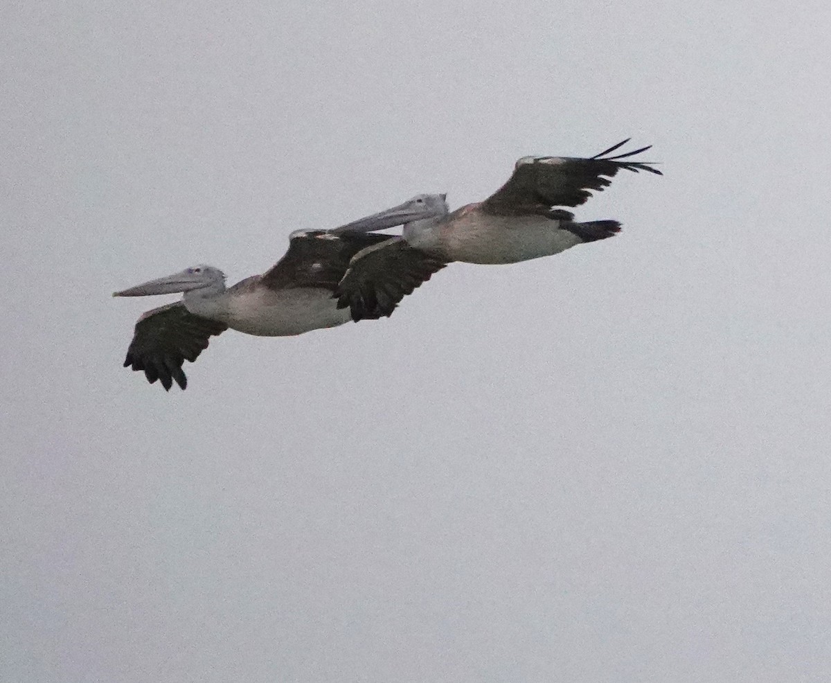 pelikán skvrnozobý - ML621011580