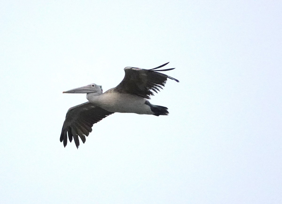 Spot-billed Pelican - ML621011583