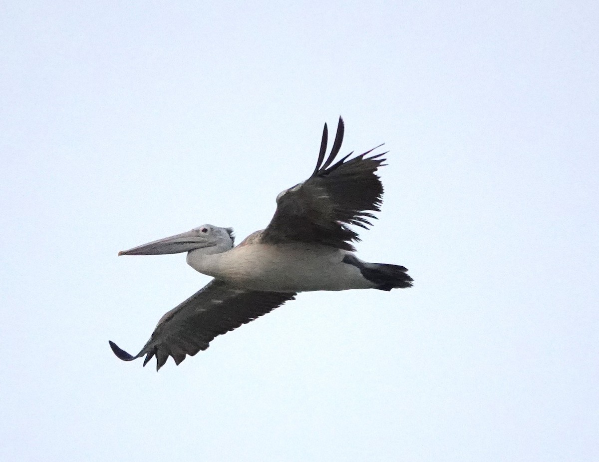 pelikán skvrnozobý - ML621011584