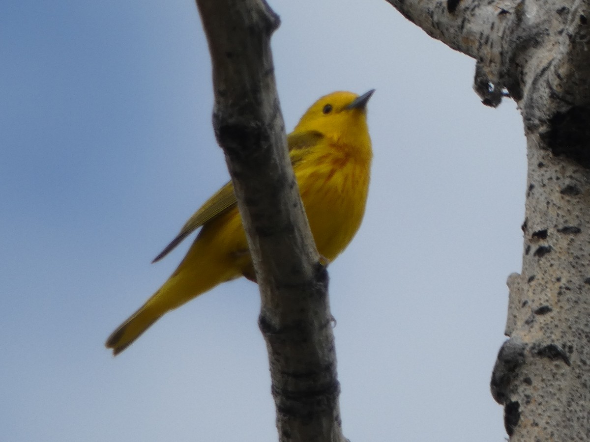 Yellow Warbler - ML621011589