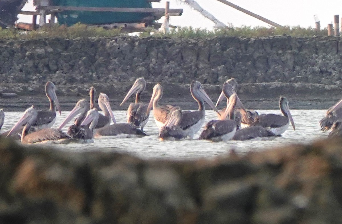 pelikán skvrnozobý - ML621011596