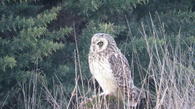Short-eared Owl - ML621011635