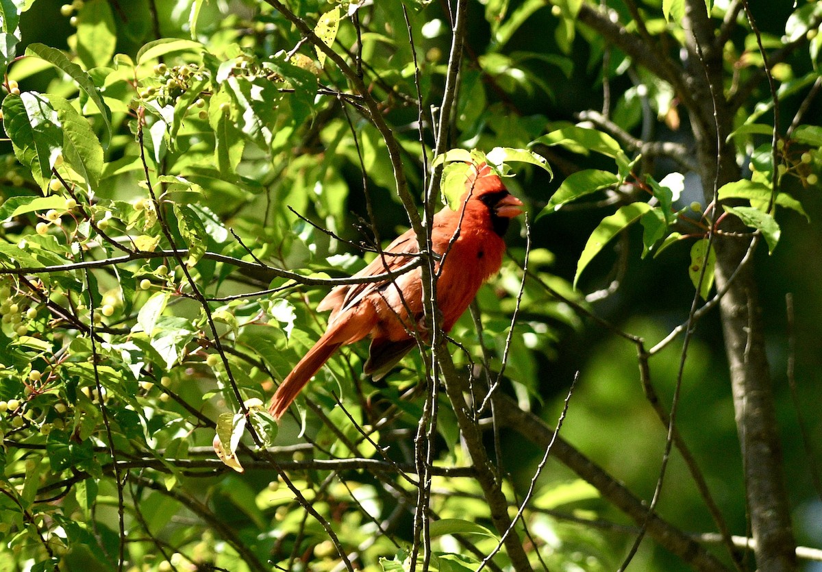 Cardinal rouge - ML621011672