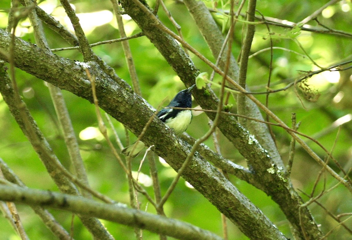 Black-throated Blue Warbler - ML621011699