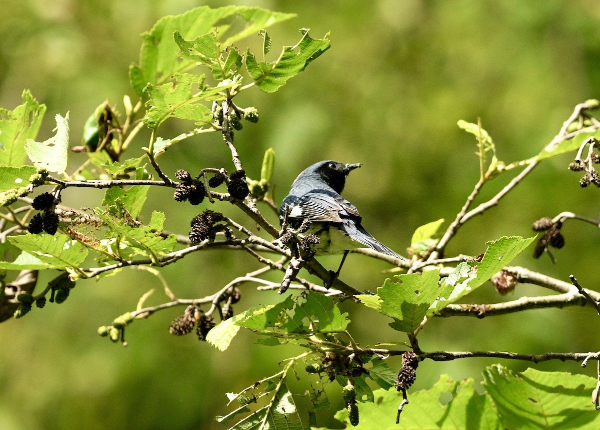 Black-throated Blue Warbler - ML621011700