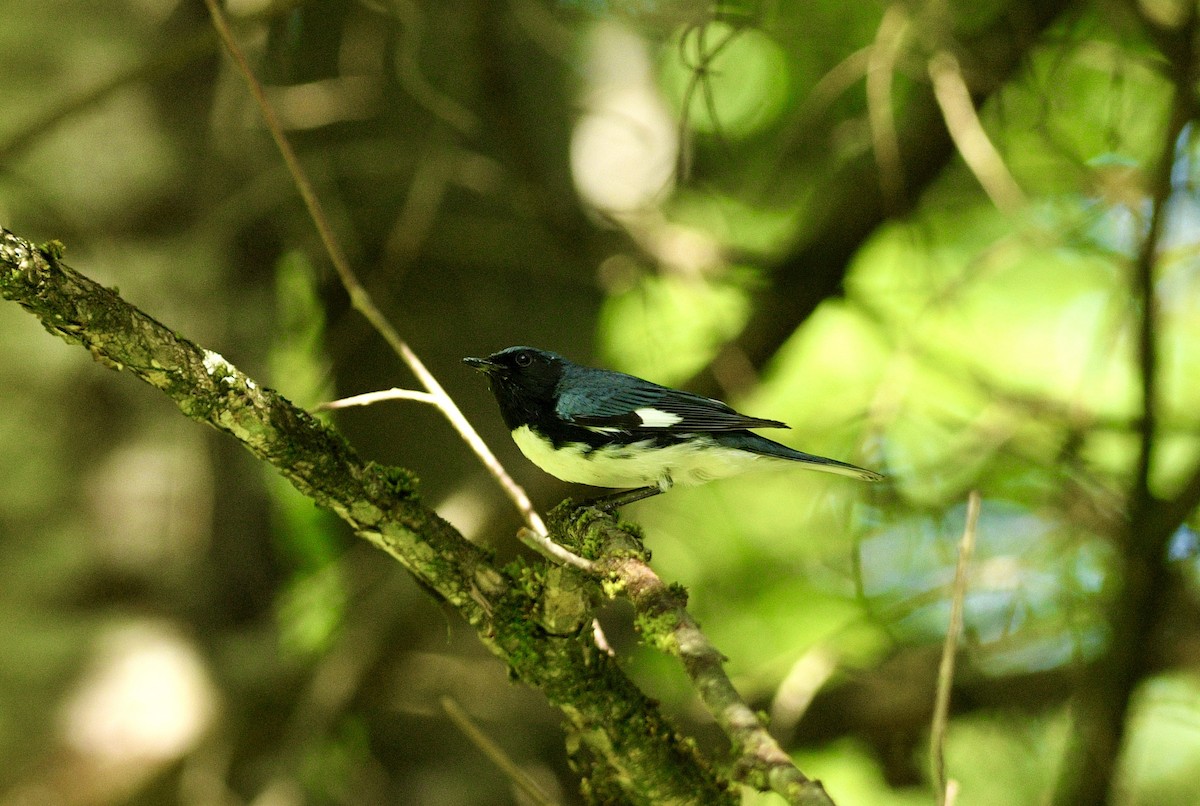 Black-throated Blue Warbler - ML621011702