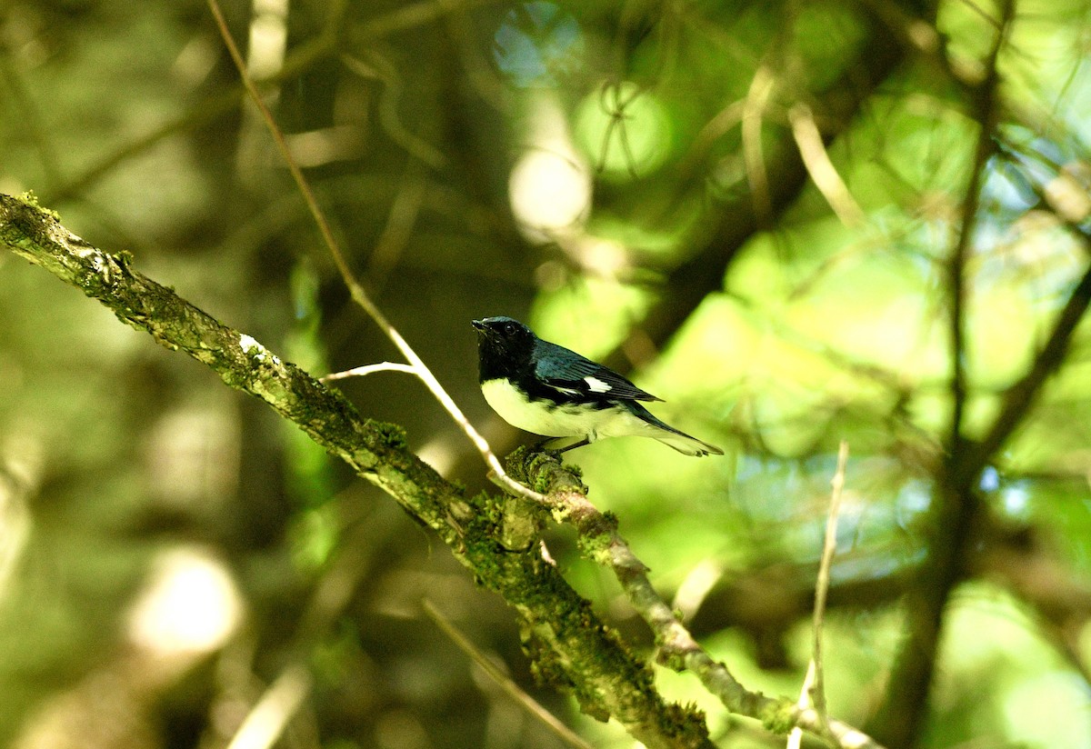 Black-throated Blue Warbler - ML621011704