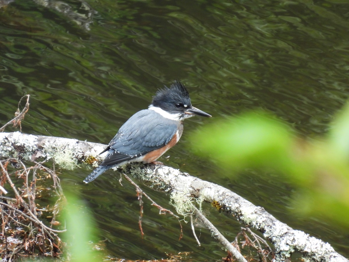 Belted Kingfisher - ML621011713
