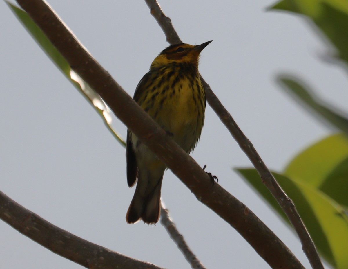Cape May Warbler - ML621011726