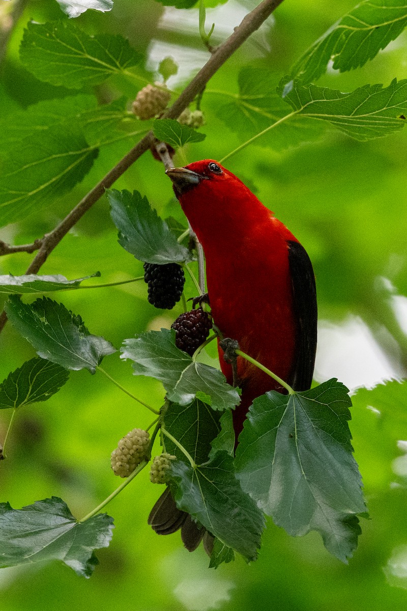 Scarlet Tanager - ML621011740