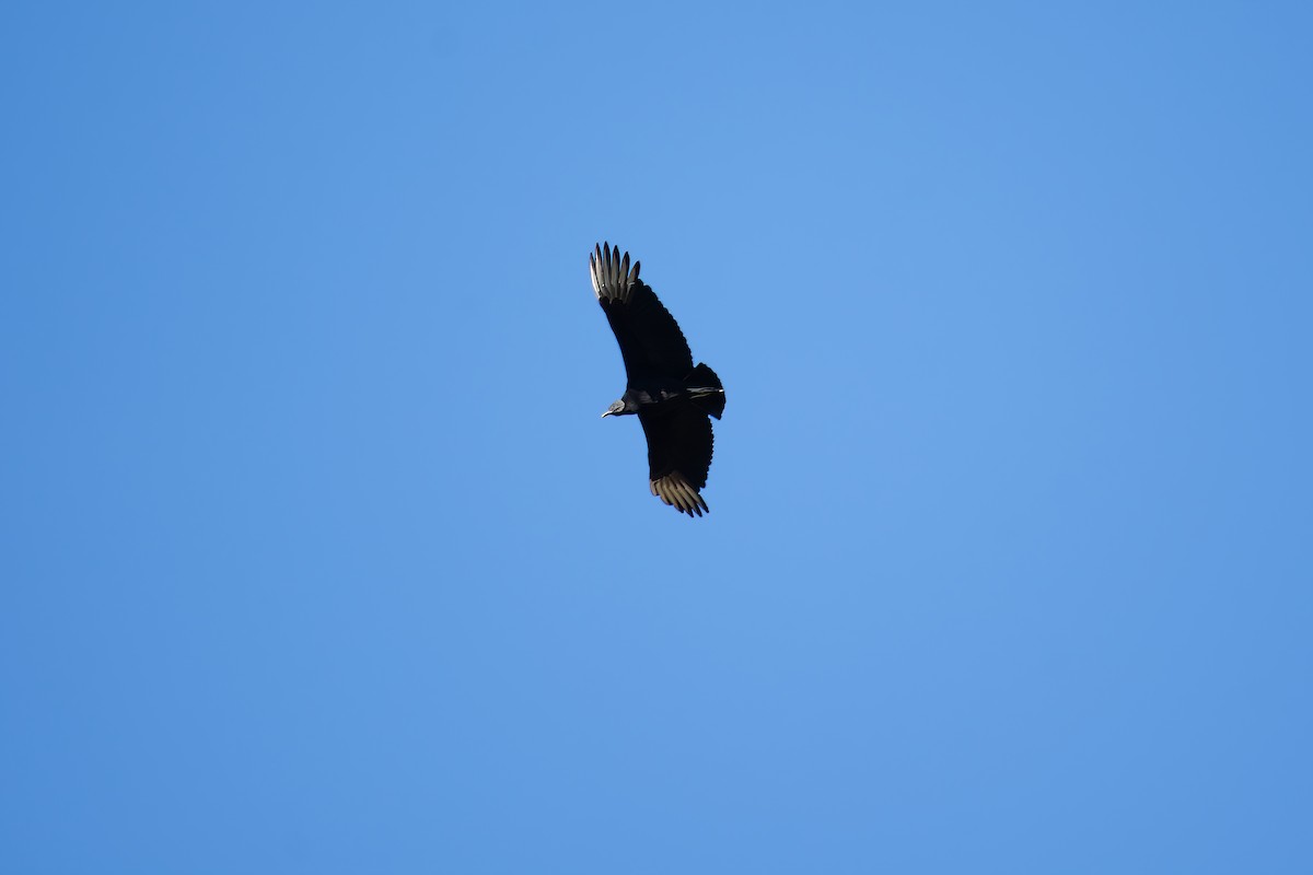 Black Vulture - ML621011760