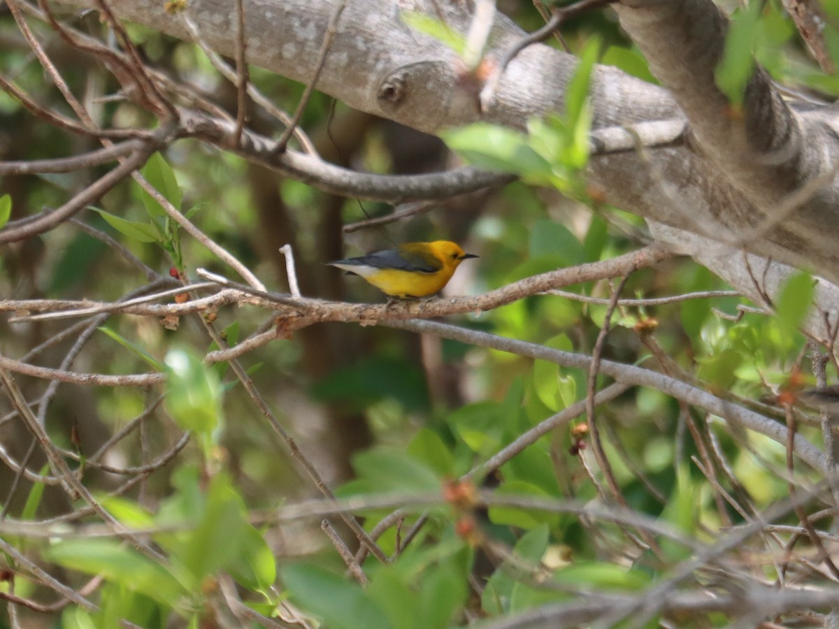 Prothonotary Warbler - ML621011779