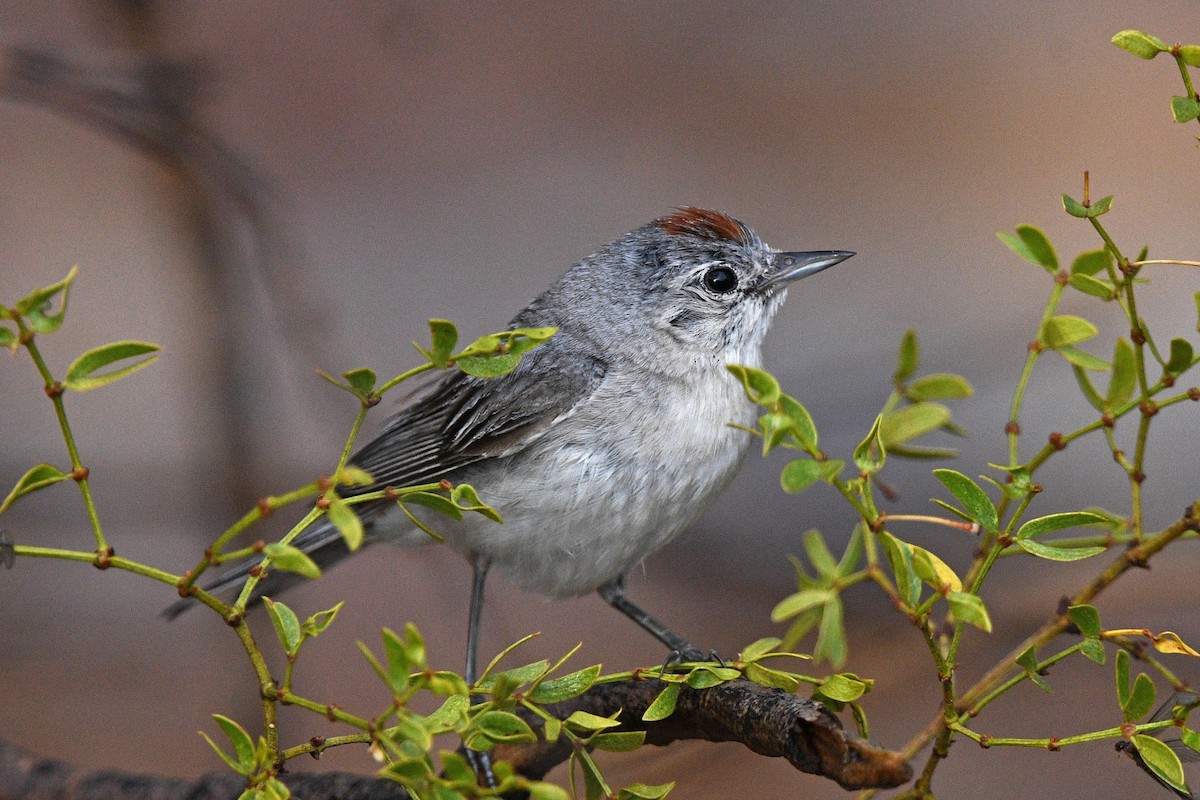 Lucy's Warbler - ML621011787