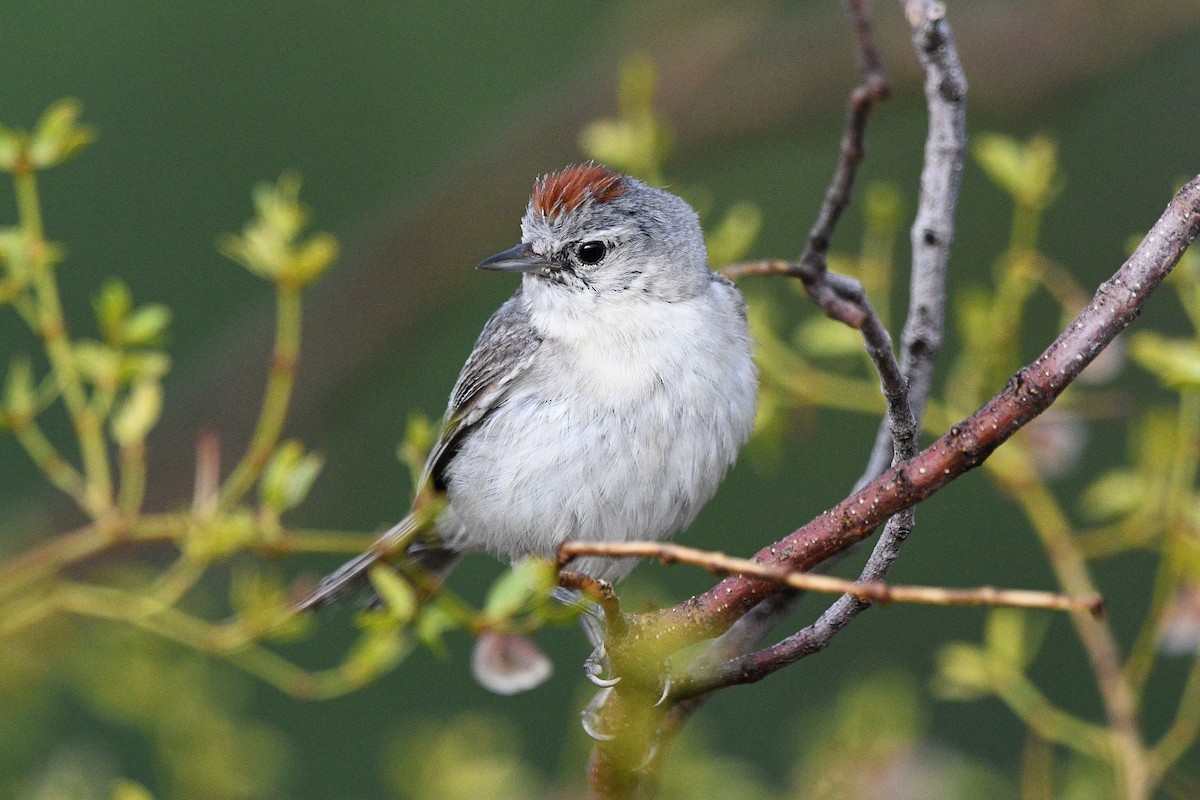 Lucy's Warbler - ML621011788
