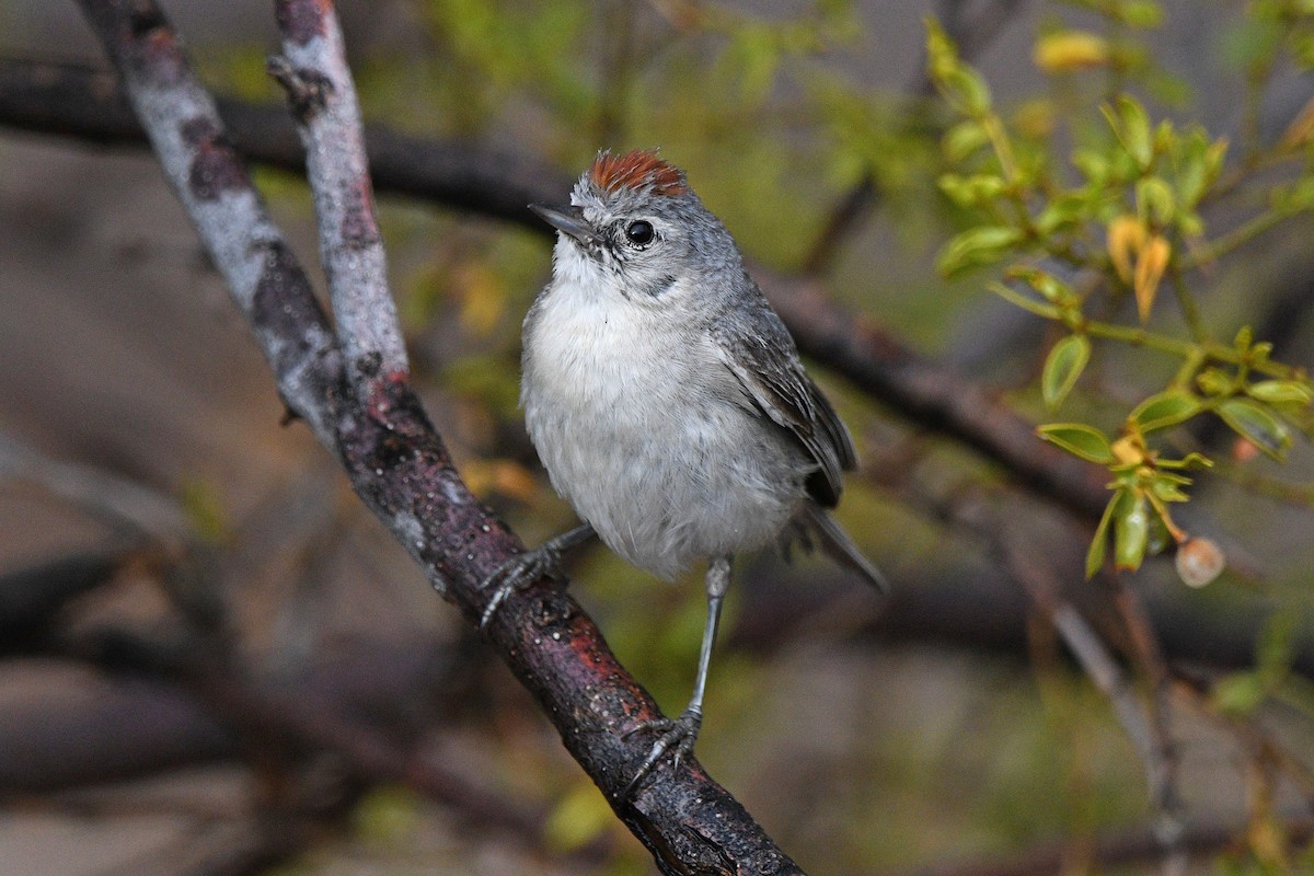Lucy's Warbler - ML621011789