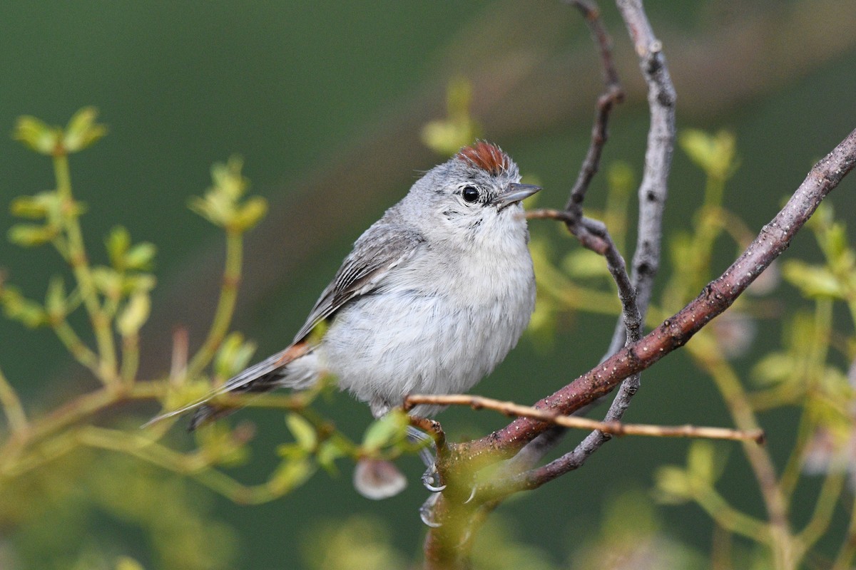 Lucy's Warbler - ML621011790