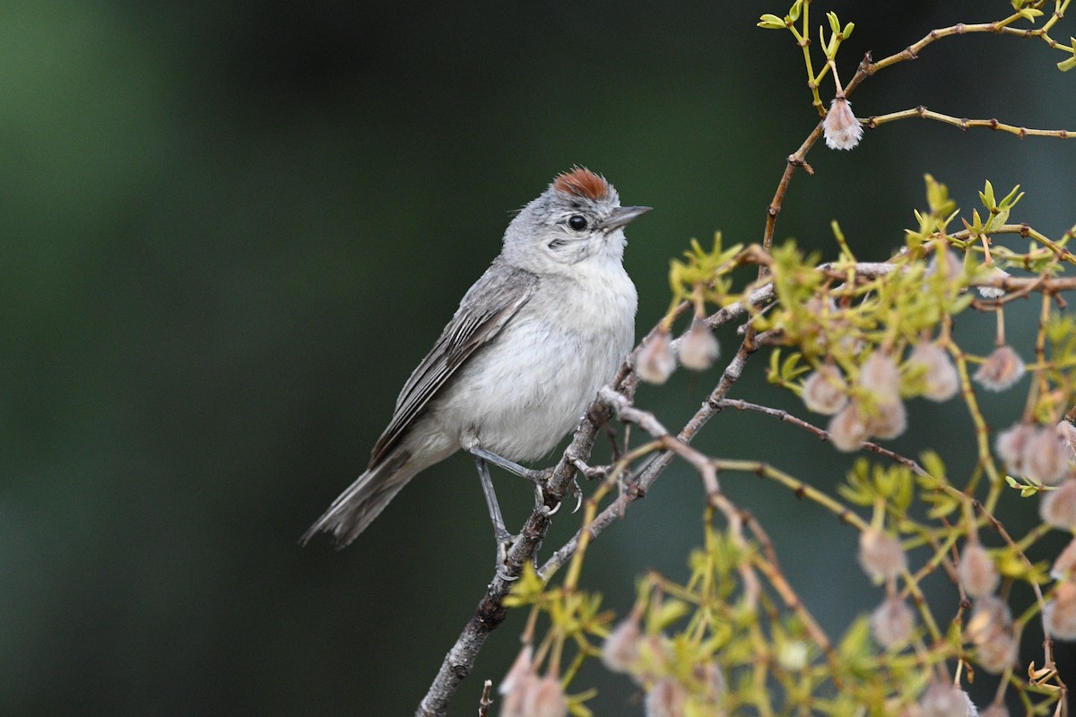 Lucy's Warbler - ML621011791