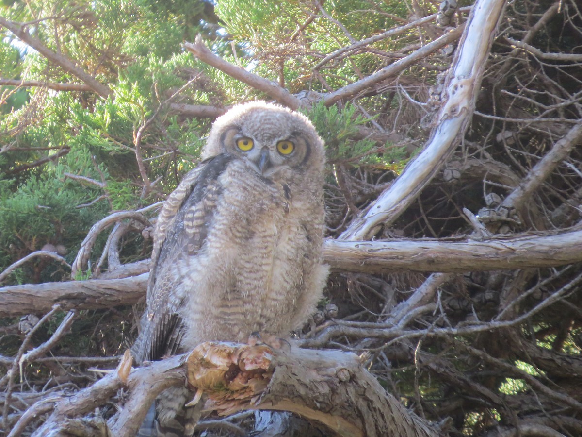 Great Horned Owl - ML621011801