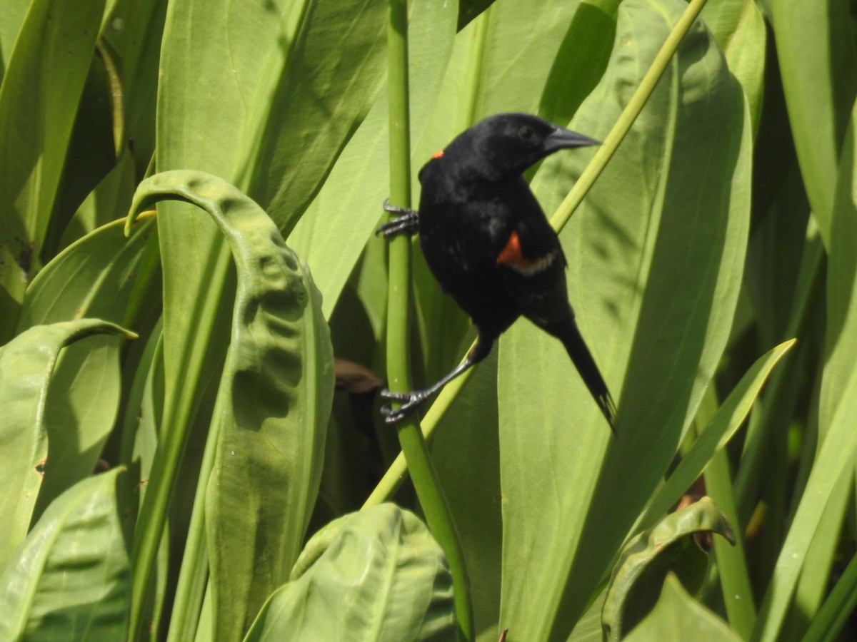 Red-winged Blackbird - ML621011804