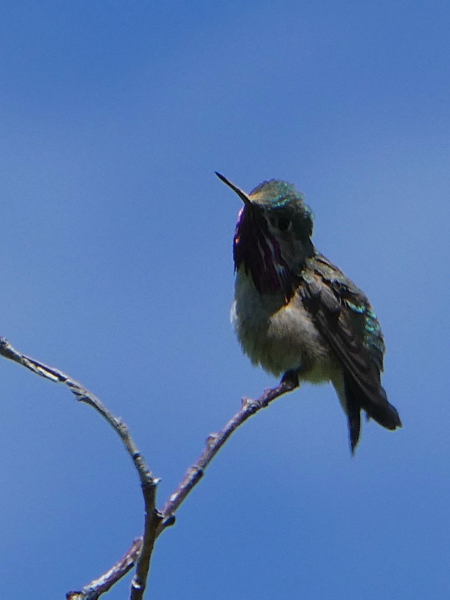 Calliope Hummingbird - ML621011814