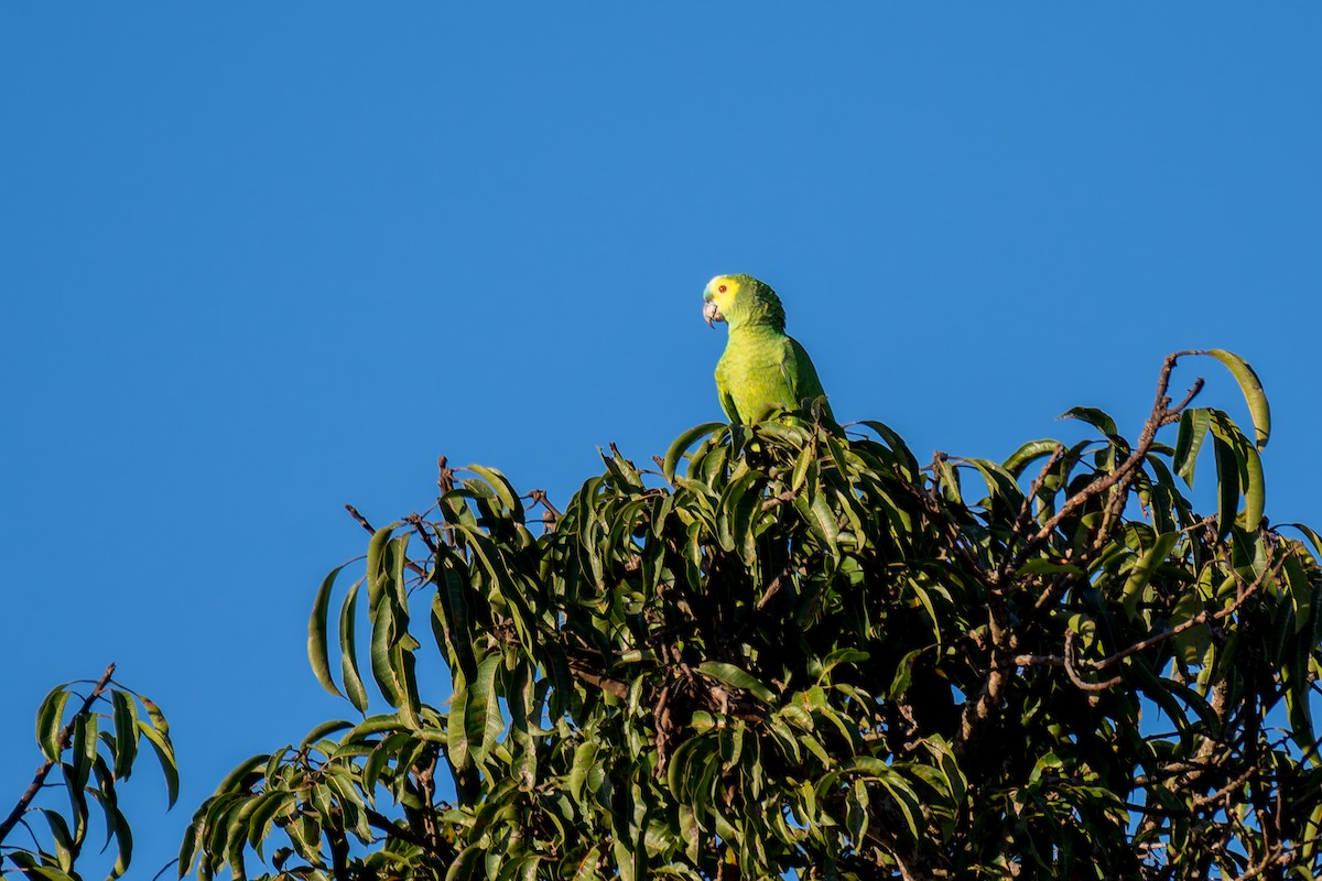 Turquoise-fronted Parrot - ML621011835