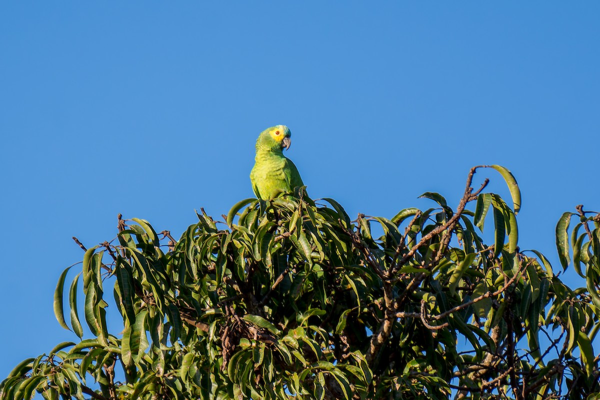 Turquoise-fronted Parrot - ML621011836