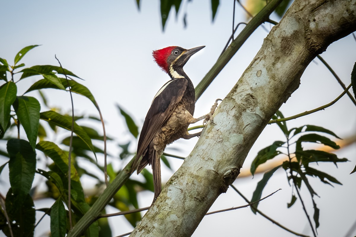 Lineated Woodpecker - Chris Thomas
