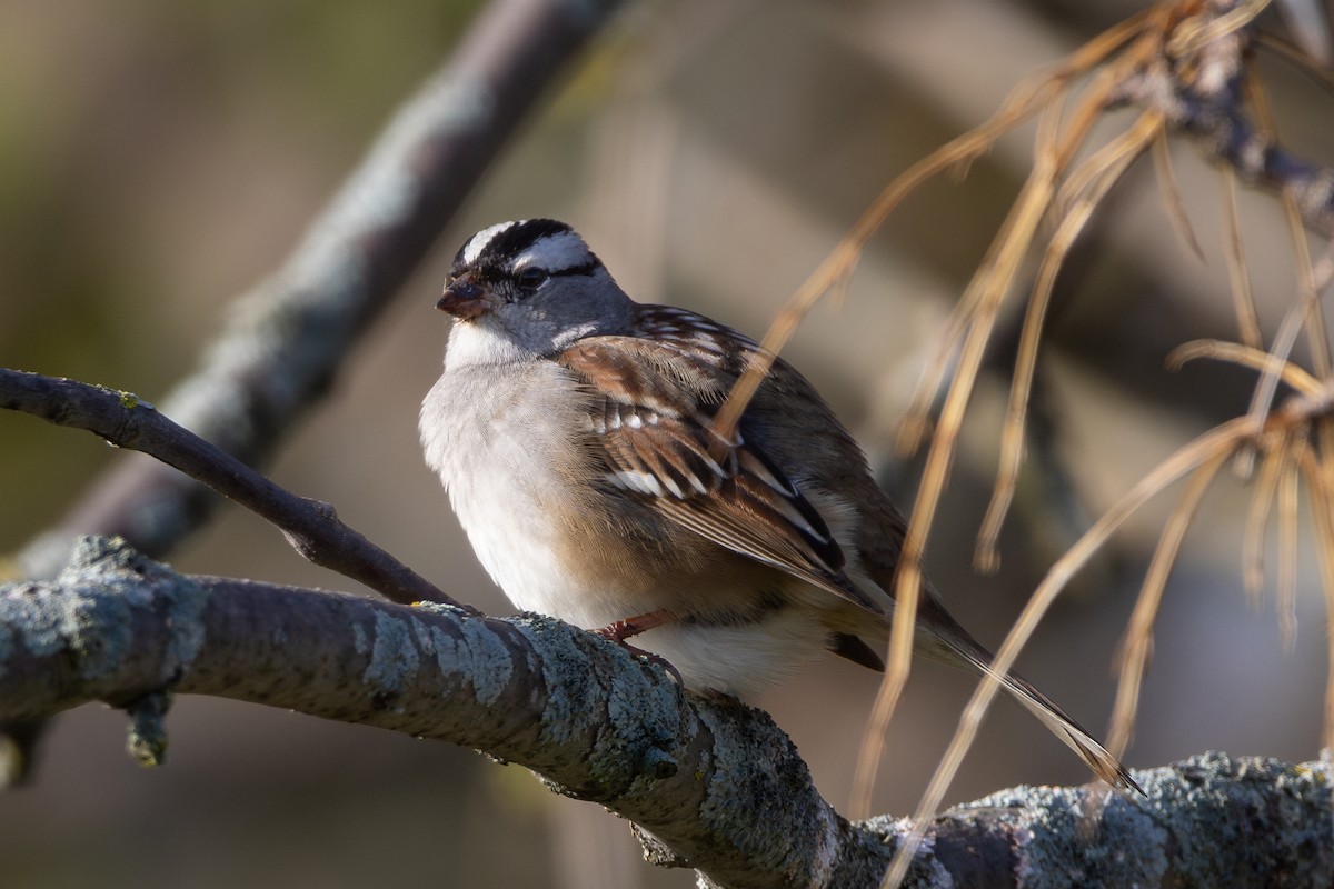 White-crowned Sparrow - ML621011889