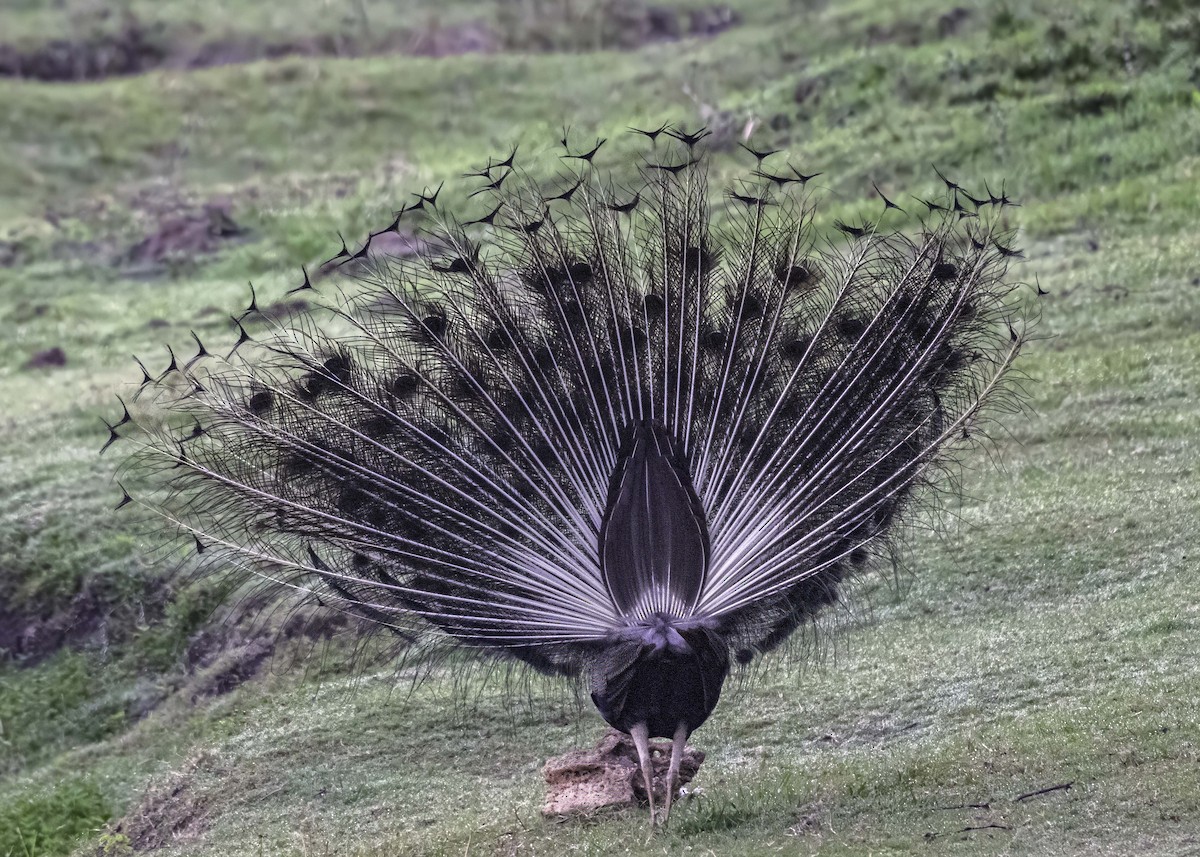 Indian Peafowl - ML621011911